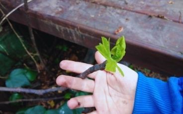 ¿Cómo usamos la huerta en Candilejas?